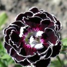 Velvet N Lace Dianthus Live Plant Quart Pot Indoor Outdoor Garden