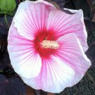 Starry Starry Night Giant Hibiscus Rose Mallow Quart Pot Indoor Outdoor Garden