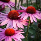Purple Coneflower Echinacea Purpurea Gallon Pot Indoor Outdoor Garden