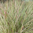 Chameleon Little Bluestem Grass Schizachyrium Scoparium Gallon Pot Indoor Outdoor Garden