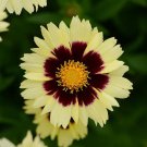 Up Tick Cream Red Coreopsis Tickseed Gallon Pot Indoor Outdoor Garden