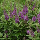 Chrysalis Blue Butterfly Bush Buddleia Compact Gallon Pot Indoor Outdoor Garden