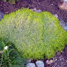 Scottish Moss Sagina Subulata Aurea Quart Pot Indoor Outdoor Garden