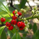 Yerba Mate Chimarrão Ilex Paraguariensis Herbal Tea Plant 4" Pot Indoor Outdoor Garden