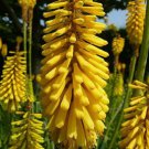 Glowstick Yellow Hot Poker Kniphofia Uvaria Plant Gallon Pot Indoor Outdoor Garden