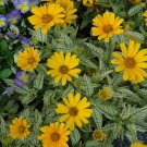 Sunstruck Heliopsis Plant False Sunflower Gallon Pot Indoor Outdoor Garden