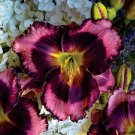 Rainbow Rhythm Storm Shelter Daylily Hemerocallis Gallon Pot Indoor Outdoor Garden