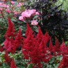 Fanal Astilbe Dark Red Plumes Live Plant Quart Pot Indoor Outdoor Garden