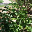 Glitters Glows Arrowwood Viburnum Shrub 4" Pot Indoor Outdoor Garden
