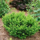 Stonehenge Dark Druid Yew Taxus X Media 4" Pot Indoor Outdoor Garden