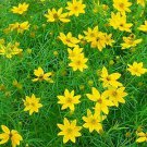 Zagreb Coreopsis Plant Quart Pot Indoor Outdoor Garden