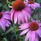 Prairie Splendor Coneflower Echinacea Quart Pot Indoor Outdoor Garden