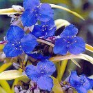 Sweet Kate Blue Gold Spiderwort Tradescantia Gallon Pot Indoor Outdoor Garden Sweet Kate Blue Gold Spiderwort Tradescantia Gallon Pot Indoor Outdoor Garden