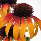 Fiery Meadow Mama Coneflower Echinacea Fragrant Gallon Pot Indoor Outdoor Garden