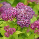 Double Play Dolly Spiraea Japonica 4" Pot Indoor Outdoor Garden