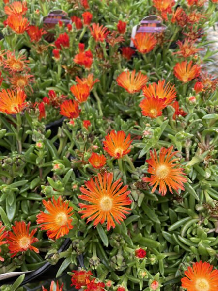 Ocean Sunset Orange Vibe Ice Plant Delosperma Gallon Pot Indoor Outdoor Garden
