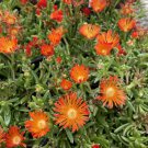Ocean Sunset Orange Vibe Ice Plant Delosperma Gallon Pot Indoor Outdoor Garden