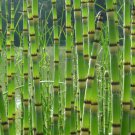 Prehistoric Horsetail Rush Plant Equisetum 2.5" Pot Indoor Outdoor Garden Prehistoric Horsetail Rush Plant Equisetum 2.5" Pot Indoor Outdoor Garden