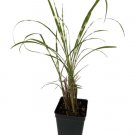 Gold Bar Maiden Grass Miscanthus 2.5" Pot Indoor Outdoor Garden