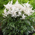 Rock And Roll Astilbe White Blooms Shade Live Plant Gallon Pot Indoor Outdoor Garden Rock And Roll Astilbe White Blooms Shade Live Plant Gallon Pot Indoor Outdoor Garden