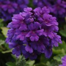 Endurascape Dark Purple Verbena Peruviana Gallon Pot Indoor Outdoor Garden