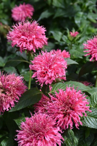 Sugar Buzz Bubble Gum Blast Bee Balm Monarda Pink Gallon Pot Indoor Outdoor Garden