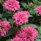 Sugar Buzz Bubble Gum Blast Bee Balm Monarda Pink Gallon Pot Indoor Outdoor Garden