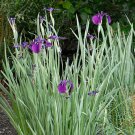 Variegated Japanese Iris Ensata Plant Ensata Gallon Pot Indoor Outdoor Garden
