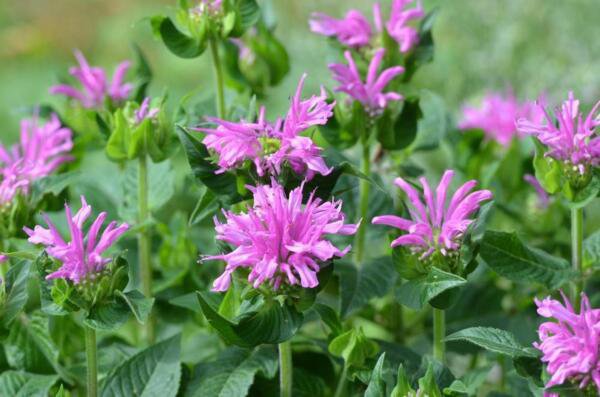Sugar Buzz Lilac Lollipop Bee Balm Monarda Purple Quart Pot Indoor Outdoor Garden