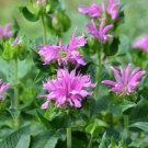 Sugar Buzz Lilac Lollipop Bee Balm Monarda Purple Quart Pot Indoor Outdoor Garden