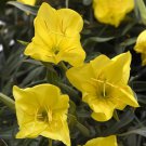 Evening Sun Primrose Oenothera Missourensis Quart Pot Indoor Outdoor Garden