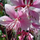 Siskiyou Pink Whirling Butterflies Gaura Quart Pot Indoor Outdoor Garden