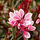 Passionate Blush Whirling Butterflies Gaura Quart Pot Indoor Outdoor Garden