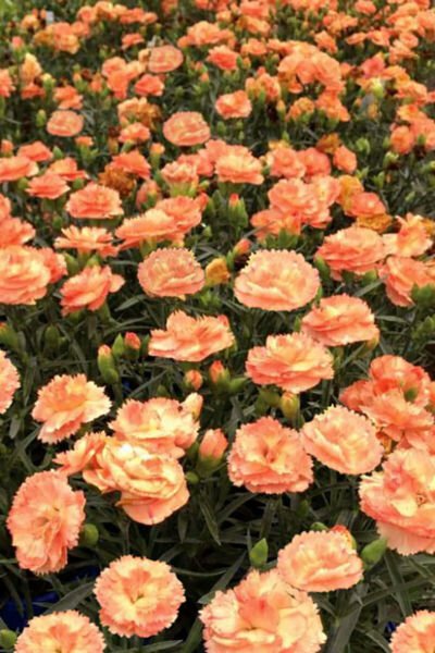 Supertrouper Orange Dianthus Quart Pot Indoor Outdoor Garden