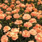Supertrouper Orange Dianthus Quart Pot Indoor Outdoor Garden