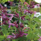 Rosie Posie Hummingbird Mint Agastache Anise Hyssop Quart Pot Indoor Outdoor Garden