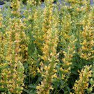 Yellow Kudos Hummingbird Mint Agastache Anise Hyssop Quart Pot Indoor Outdoor Garden
