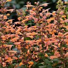 Mango Tango Hummingbird Mint Agastache Anise Hyssop Quart Pot Indoor Outdoor Garden