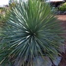 Sapphire Skies Yucca Powder Blue Leaves Full Sun 4" Pot Indoor Outdoor Garden