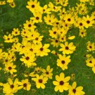 Gilded Lace Coreopsis Tickseed Sun Gallon Pot Indoor Outdoor Garden