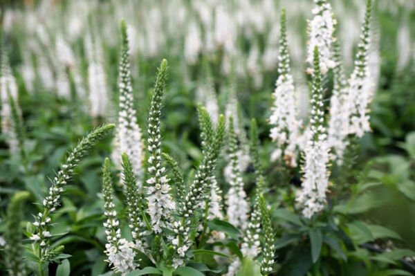 Magic Show White Wands Veronica Speedwell Gallon Pot Indoor Outdoor Garden