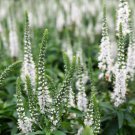 Magic Show White Wands Veronica Speedwell Gallon Pot Indoor Outdoor Garden