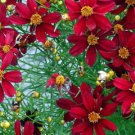 Red Satin Coreopsis Tickseed Live Plant Quart Pot Indoor Outdoor Garden