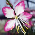Rosy Jane Whirling Butterflies Gaura Live Plant Quart Pot Indoor Outdoor Garden