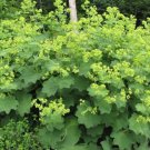 Auslese Lady'S Mantle Alchemilla Live Plant Quart Pot Indoor Outdoor Garden