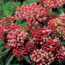 Cinderella Butterfly Flower Asclepias Live Plant Gallon Pot Indoor Outdoor Garden