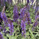 Lyrical Blues Meadow Sage Salvia Gallon Pot Indoor Outdoor Garden