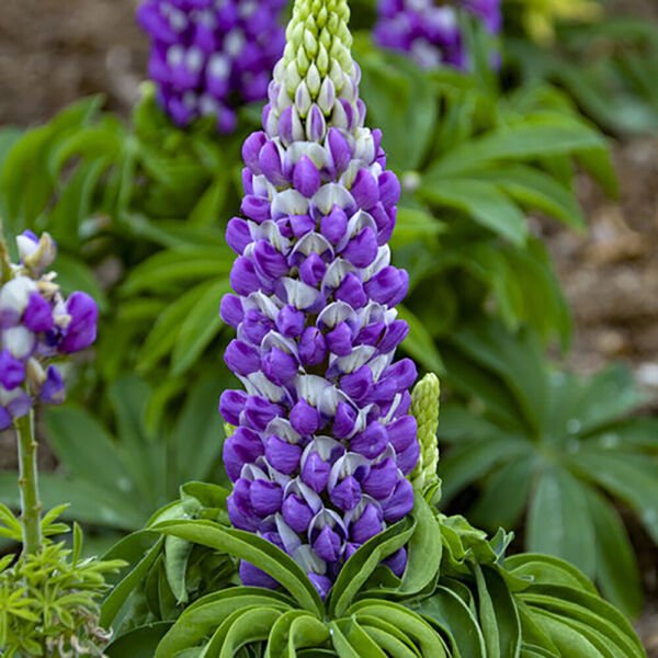 Mini Gallery Blue Bicolor Lupine Lupinus Polyphyllus Gallon Pot Indoor Outdoor Garden