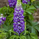 Mini Gallery Blue Bicolor Lupine Lupinus Polyphyllus Gallon Pot Indoor Outdoor Garden