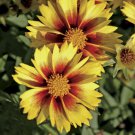 Li'L Bang Enchanted Eve Coreopsis Tickseed Plant Quart Pot Indoor Outdoor Garden